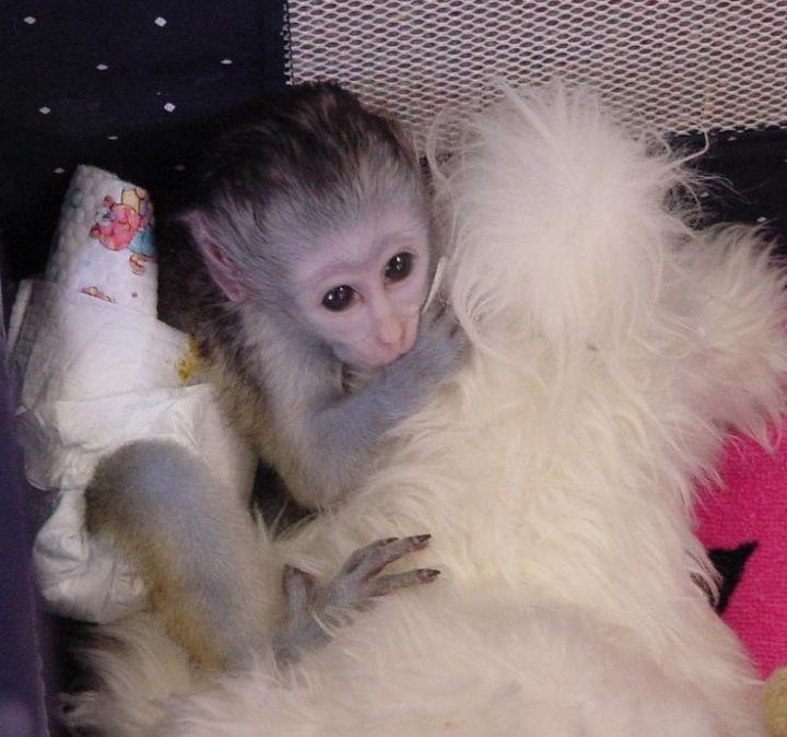 Capuchin monkeys available for rehoming