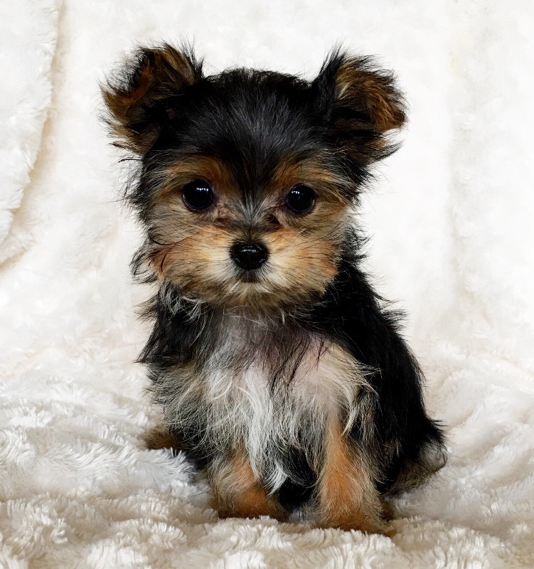 Gorgeous tea cup Yorkie puppies