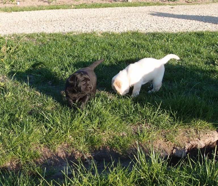 Cute Pair Labrador Puppies 