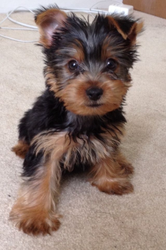Cute and healthy Teacup Yorkie puppies