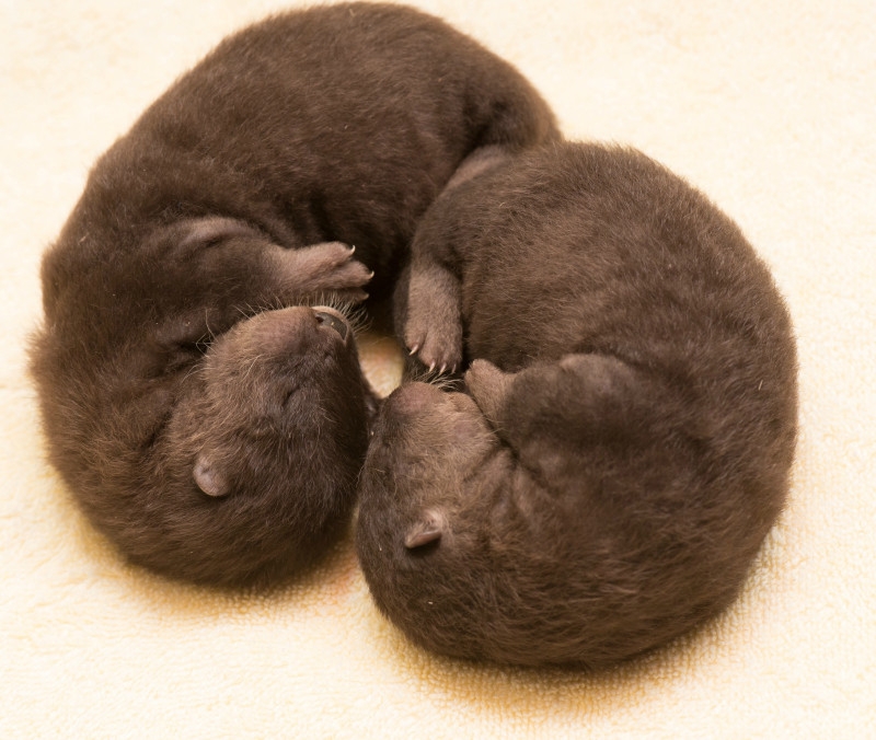 X -MASS Asian Otters For Sale