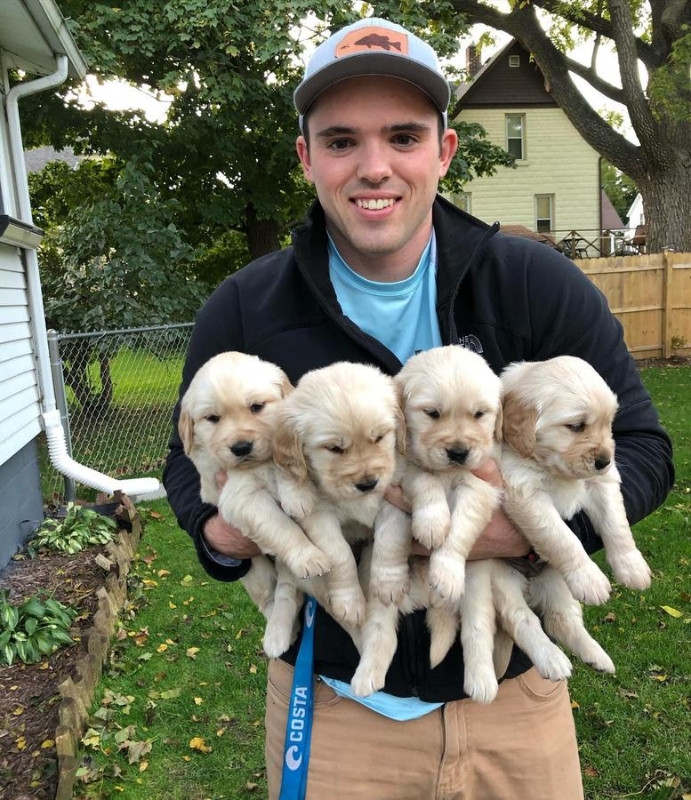 New Mexico Golden Retriever Puppies For Sale Pets And Animals In New Mexico Farmington